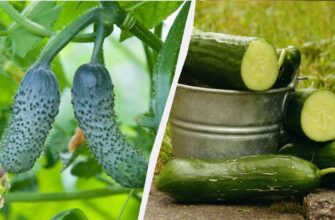 Чи можна висаджувати огірки та кріп поруч: поради та досвід садівників