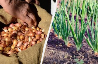 Оптимальні добавки в ґрунт для успішного вирощування цибулі