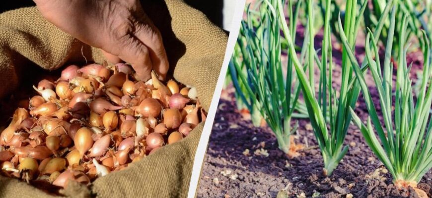 Оптимальні добавки в ґрунт для успішного вирощування цибулі