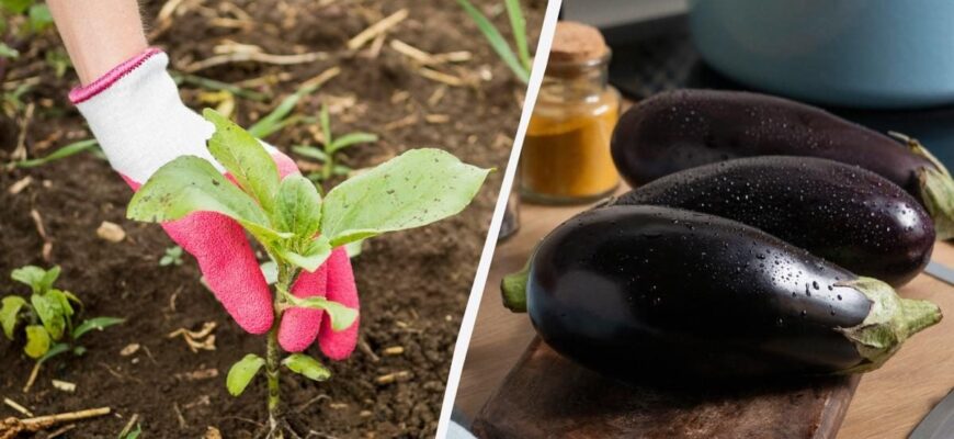 “Що варто класти у лунку під баклажани: секрети успішного вирощування”