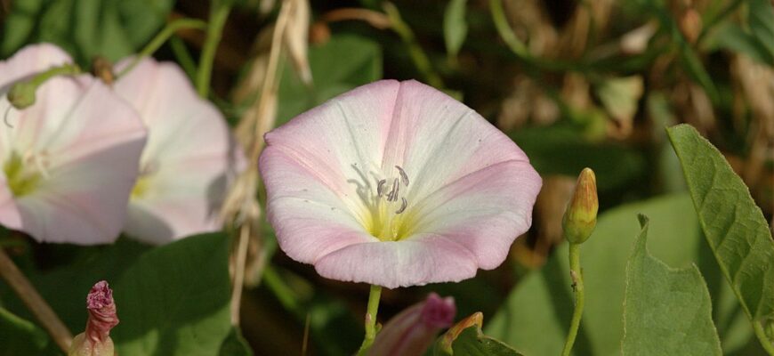 Скільки часу потрібно для зростання берізки: детальний огляд процесу