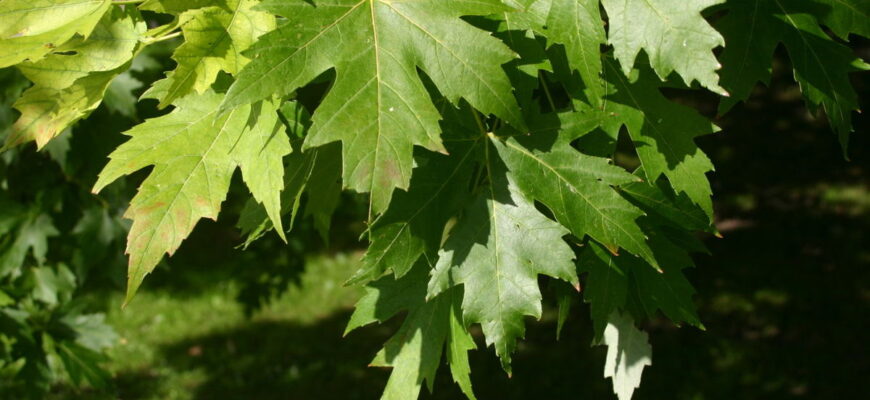 “Щорічний ріст клена: скільки сантиметрів додає дерево за рік?”