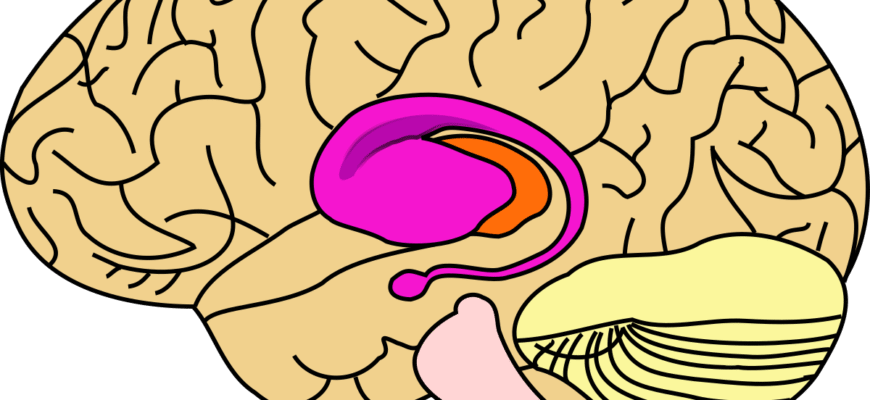 Що таке Putamen: будова та функції частини мозку в доступному викладі