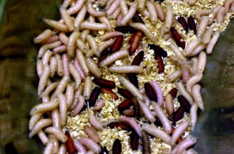 Звідки з’являються опариші в тілі: причини та шляхи зараження