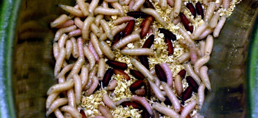 Звідки з’являються опариші в тілі: причини та шляхи зараження