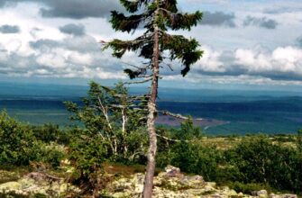 Топ дерев-довгожителів: які види живуть найдовше в світі?