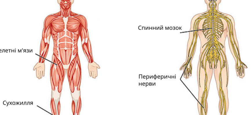 Які системи в організмі людини: повний огляд біологічних процесів