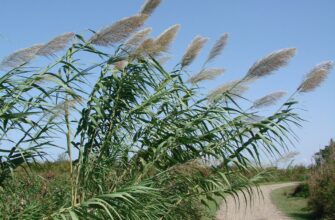 Інші назви очеретів: народні терміни та синоніми рослини