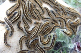 Скільки часу потрібно гусениці для перетворення на метелика?