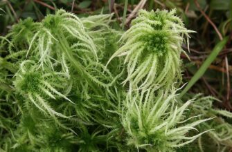 Чому мох сфагнум білий: розкриваємо секрети та особливості виду