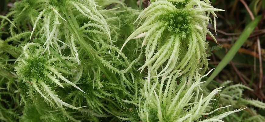 Чому мох сфагнум білий: розкриваємо секрети та особливості виду