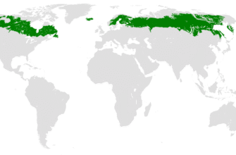 Походження та історія назви “тайга”: дослідження коренів слова