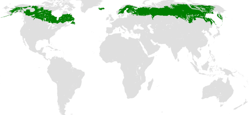 Походження та історія назви “тайга”: дослідження коренів слова