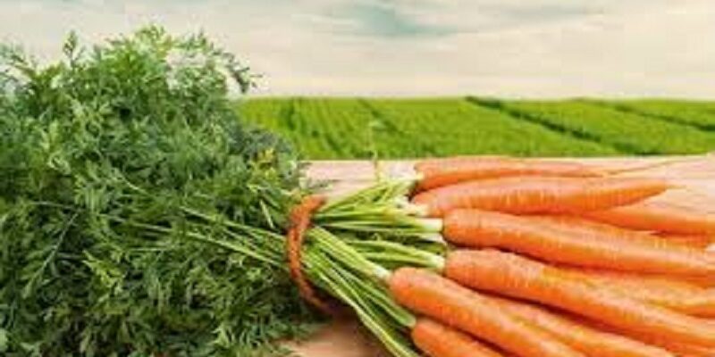 Користь і шкода морквяного бадилля: факти для вашого здоров’я