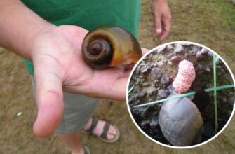 Топ равликів, які переносять паразитів: загрози для здоров’я людини