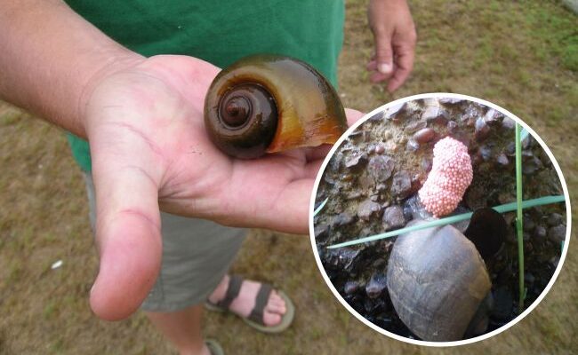 Топ равликів, які переносять паразитів: загрози для здоров’я людини