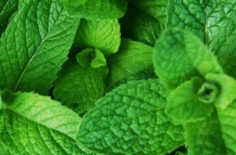 Як правильно зберігати мелісу: поради для збереження свіжості рослини