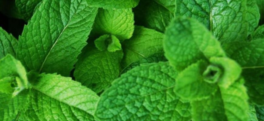 Як правильно зберігати мелісу: поради для збереження свіжості рослини