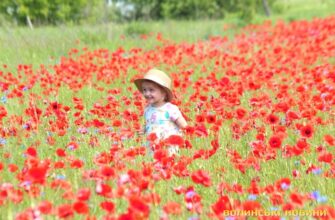 Тривалість цвітіння макових полів: скільки часу насолоджуватись красою