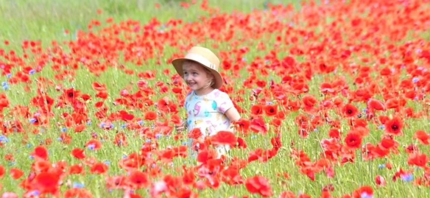 Тривалість цвітіння макових полів: скільки часу насолоджуватись красою