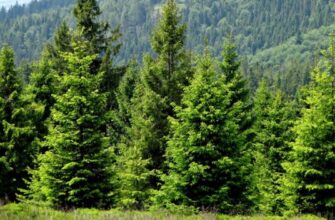 Як називається різдвяна ялинка з м’якими голками: назви та особливості