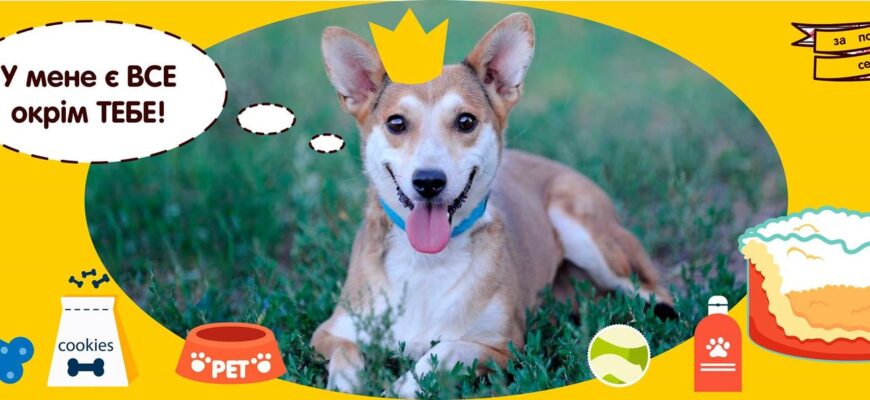 Проєкт допомоги безпритульним тваринам: шанс на краще життя