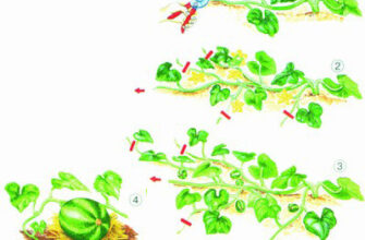 Прищипування дині: найкращі терміни та методи для багатого врожаю