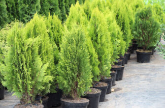 Як правильно та ефективно сушити хвойні гілки: поради та методи