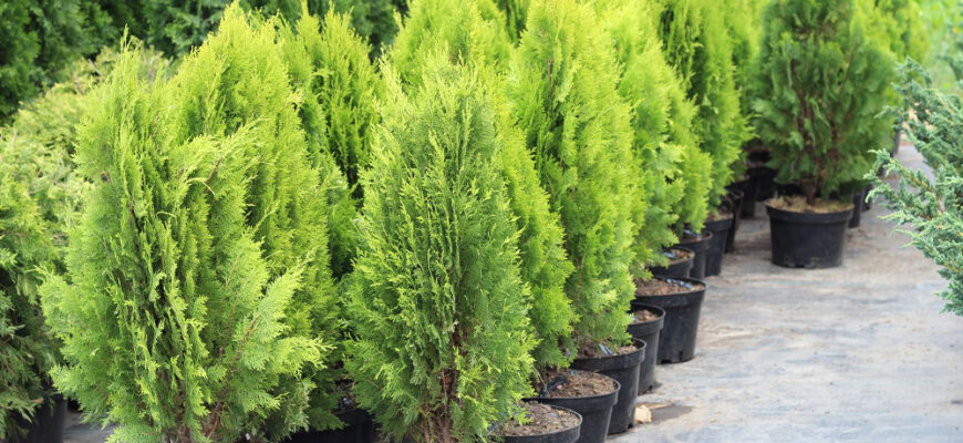 Як правильно та ефективно сушити хвойні гілки: поради та методи