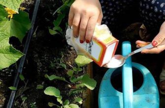 Ефективне розведення соди для поливу огірків: покрокова інструкція