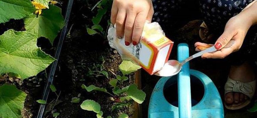 Ефективне розведення соди для поливу огірків: покрокова інструкція