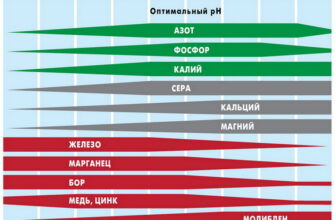 Оптимальна кислотність ґрунту для вирощування хвойних рослин: важливі поради
