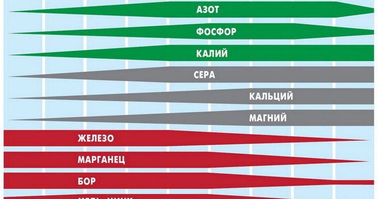 Оптимальна кислотність ґрунту для вирощування хвойних рослин: важливі поради