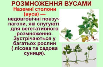 Розмноження суниці: який орган відповідає за процес розмноження?