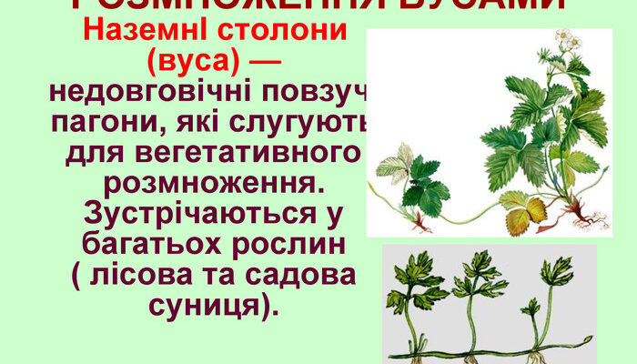 Розмноження суниці: який орган відповідає за процес розмноження?