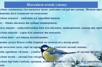 Які птахи полюбляють пшоно: огляд пернатих фанатів крупи