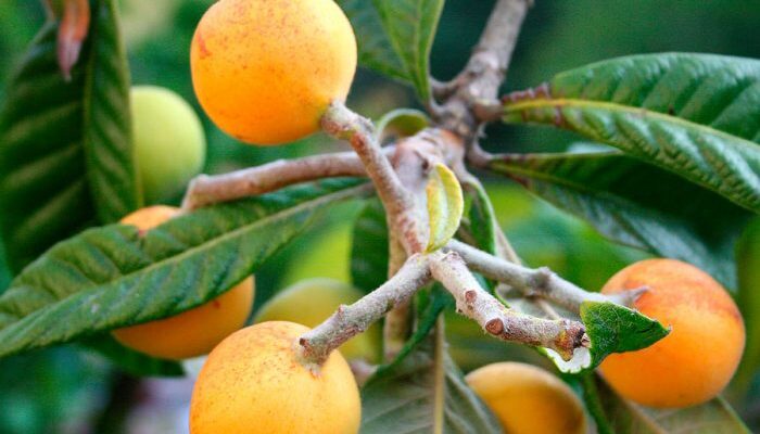 Японська vs Німецька мушмула: ключові відмінності та особливості рослин