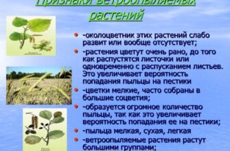 Чому рослини цвітуть раніше, ніж з’являються листя: пояснення феномену