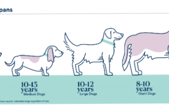 Скільки років живуть полівки: середня тривалість життя та фактори