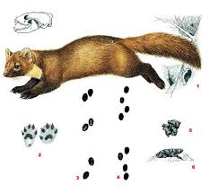 Сліди куниці: як розпізнати та ідентифікувати їх у природі