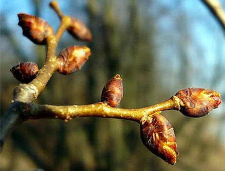 Чому не розкриваються бруньки на деревах: основні причини та рішення