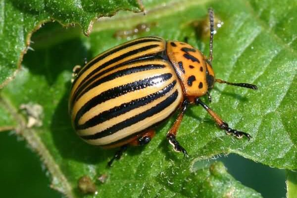 Звідки походить колорадський жук і куди він мігрує: детальний аналіз