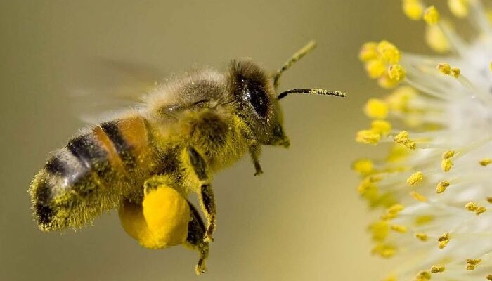Як виробляється та збирається бджолиний пилок: покроковий процес
