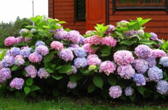 Розмноження гортензій восени: чи можливо та як досягти успіху?