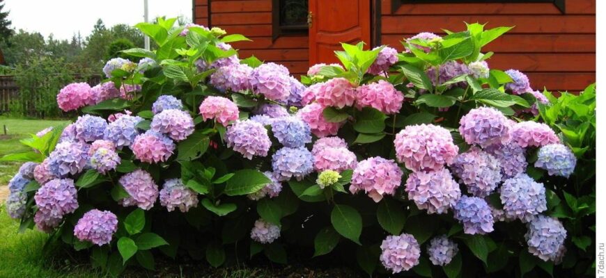 Розмноження гортензій восени: чи можливо та як досягти успіху?