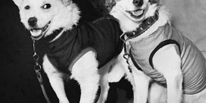 Які тварини подорожували в космосі до польоту Юрія Гагаріна