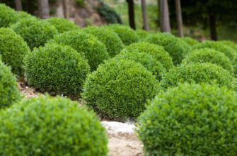 Що знищує ваш самшит: основні причини та методи боротьби