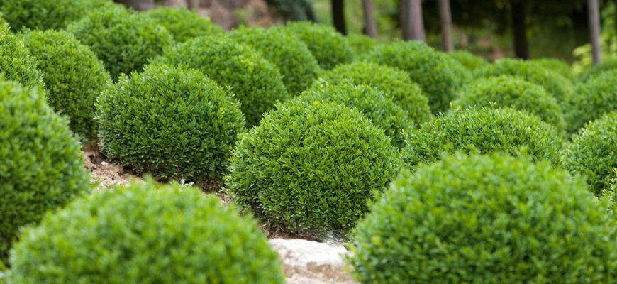 Що знищує ваш самшит: основні причини та методи боротьби
