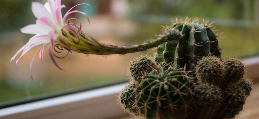 Як з’являються та ростуть квіти на кактусах: процес і догляд Як з’являються та ростуть квіти на кактусах: процес і догляд