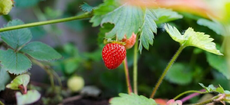 Оптимальний час для початку весняного догляду за полуницею: поради та рекомендації